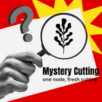 Mystery Cutting