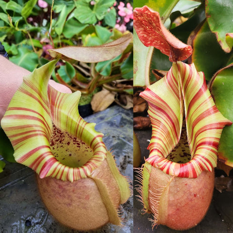 Nepenthes veitchii ('Orange' x 'Candy Dreams'), CAR-0675