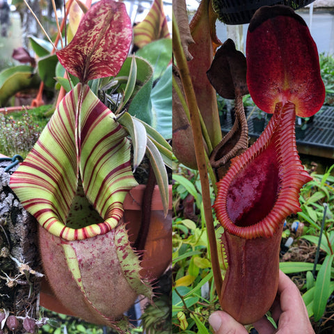 Nepenthes veitchii Candy CK x trusmadiensis SG, CAR-0996