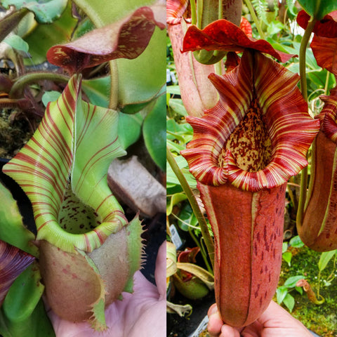 Nepenthes veitchii (Murud x Candy)-Best Clone x {Song of melancholy x [(lowii x veitchii) x boschiana]}, CAR-0499
