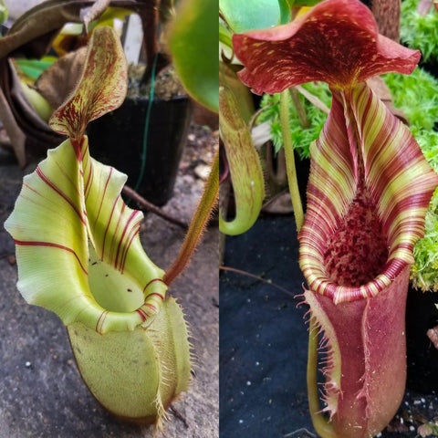 Nepenthes veitchii JB x (lowii x veitchii), CAR-1086
