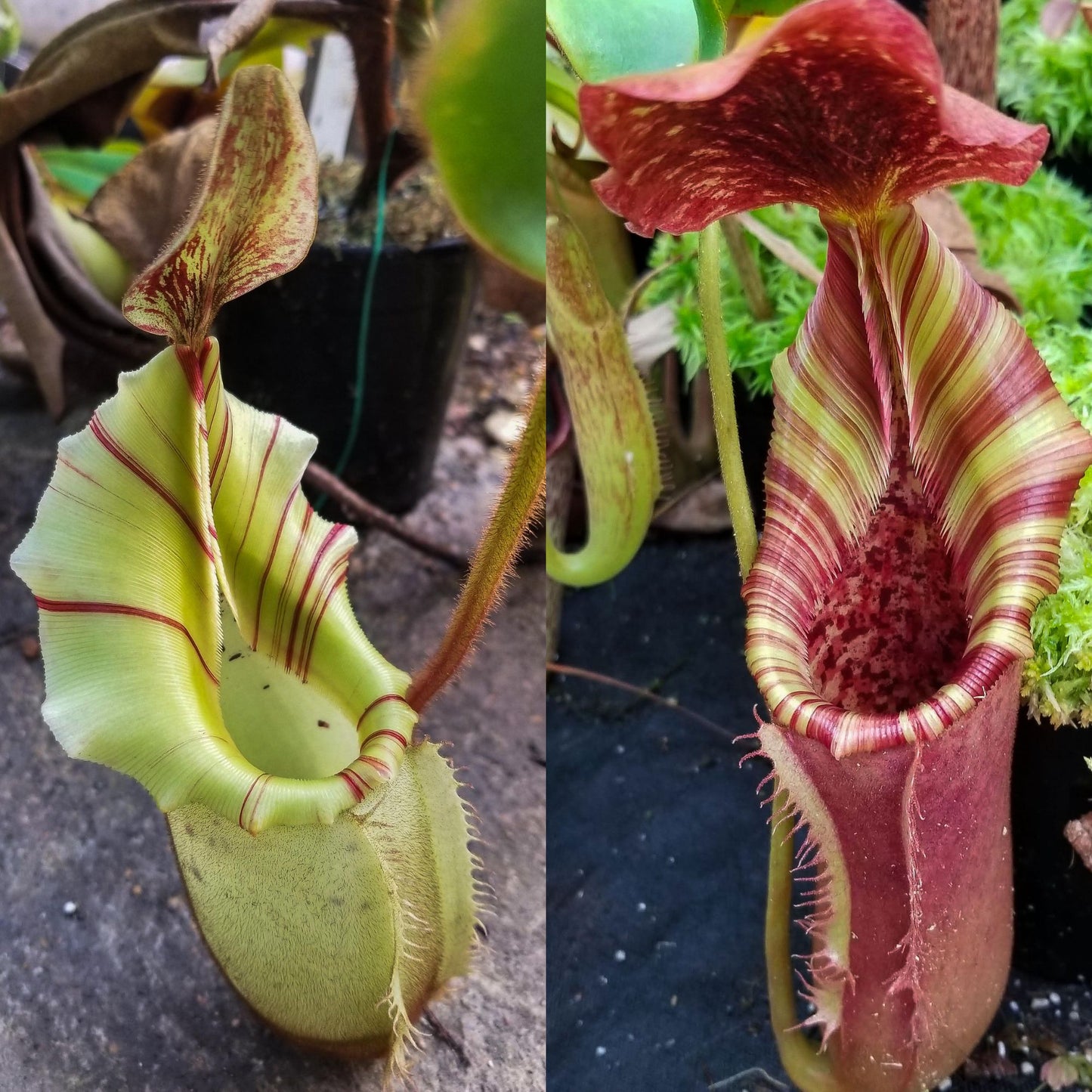 Nepenthes veitchii JB x (lowii x veitchii), CAR-1086