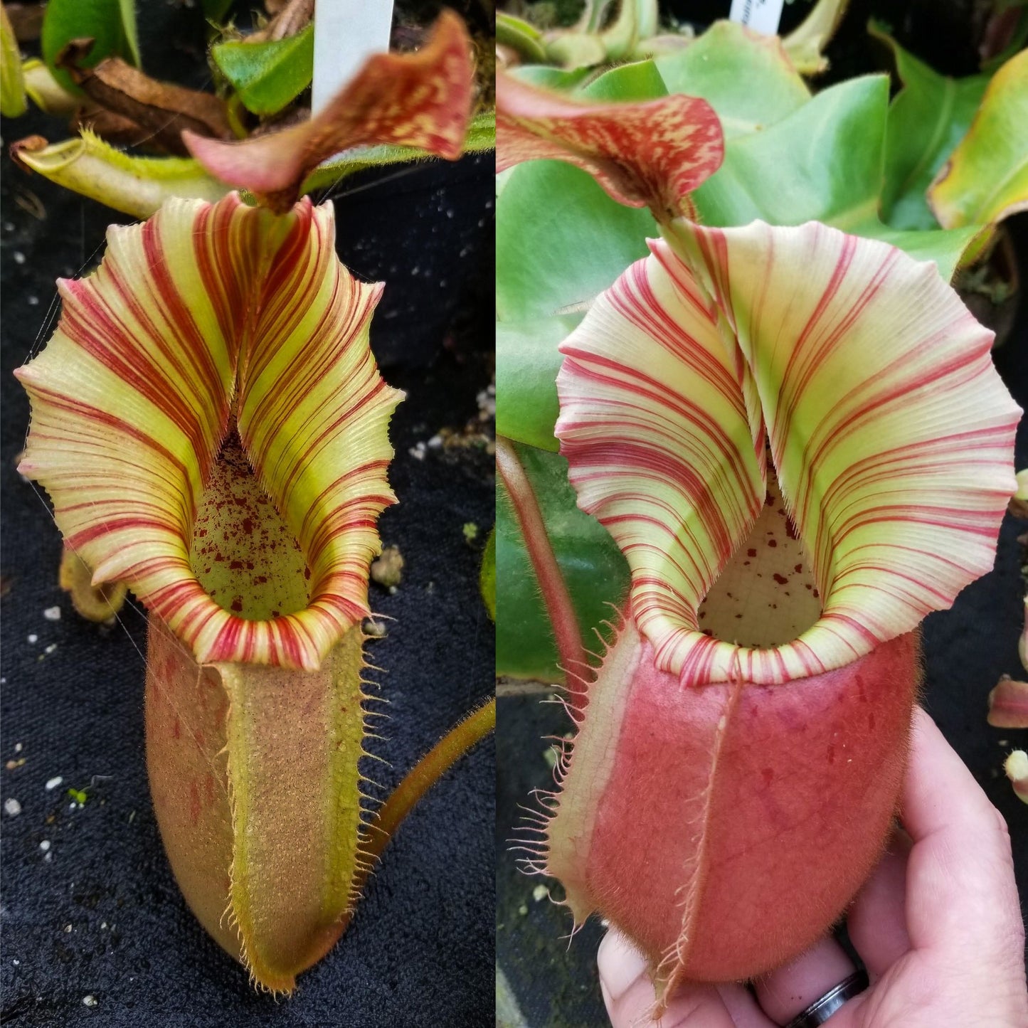Nepenthes veitchii ('Bario Ck Mostly Striped' x 'Cobra'), CAR-0679 - SEED POD