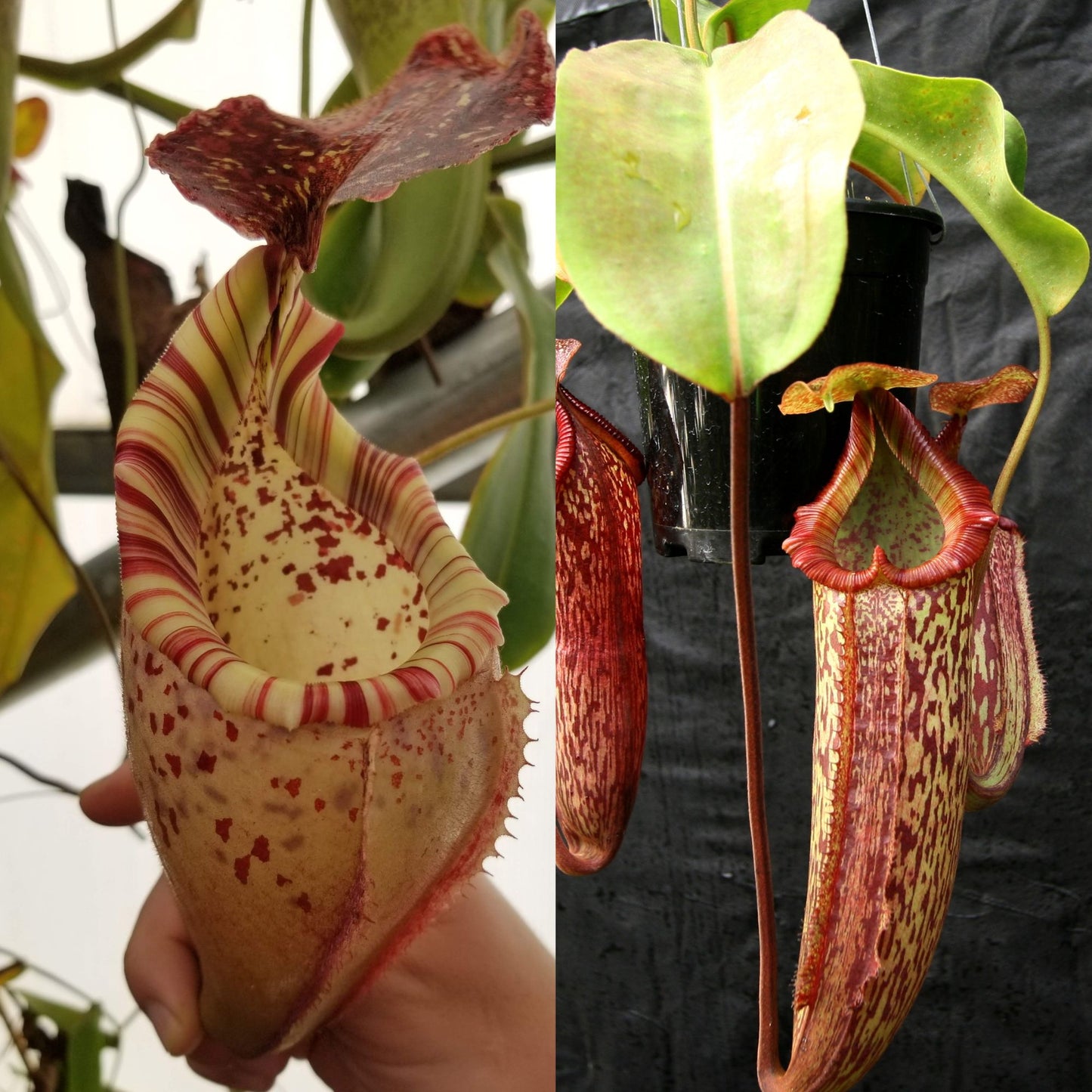 Nepenthes (veitchii x burbidgeae) x (maxima x trusmadiensis), CAR-0905 - SEED POD