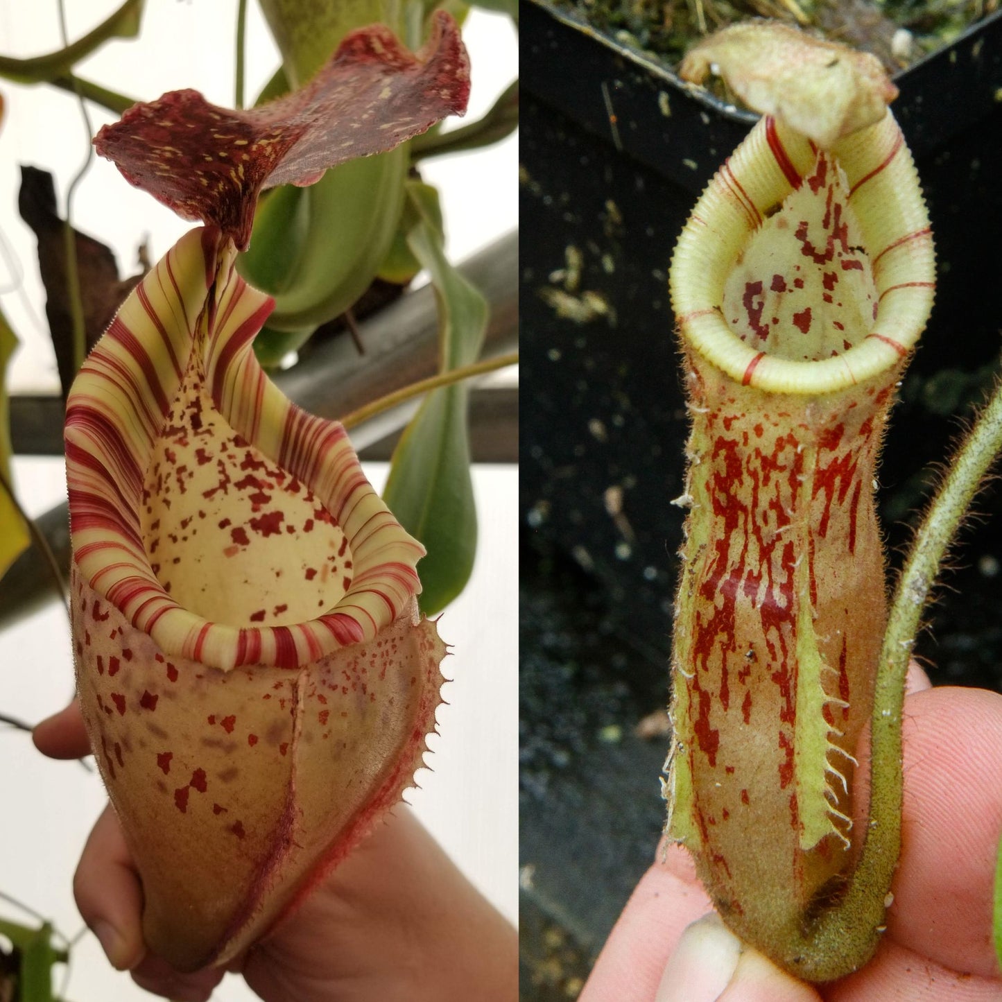 Nepenthes (veitchii x burbidgeae) x (mollis x veitchii) - SEED POD
