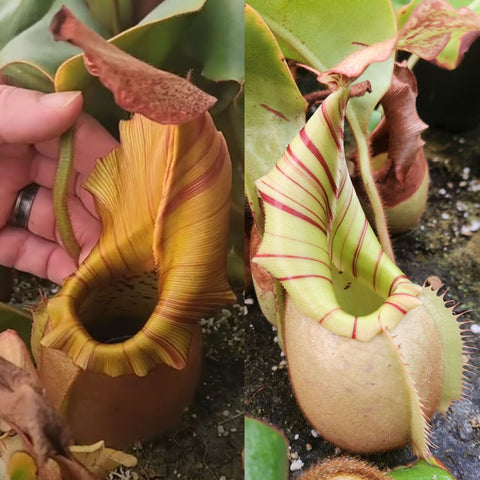 Nepenthes veitchii ('Geoff Wong' x BE-3734), CAR-0749