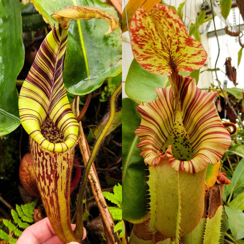 Nepenthes mollis x (truncata x veitchii-Bareo), CAR-1100