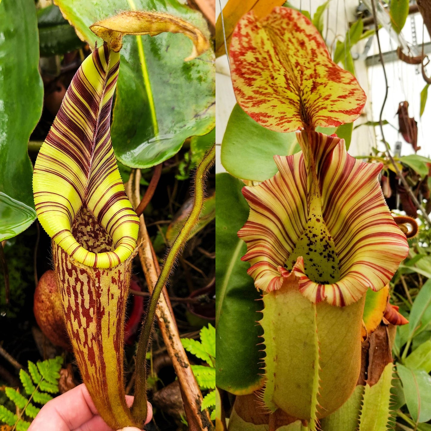 Nepenthes mollis x (truncata x veitchii-Bareo), CAR-1100