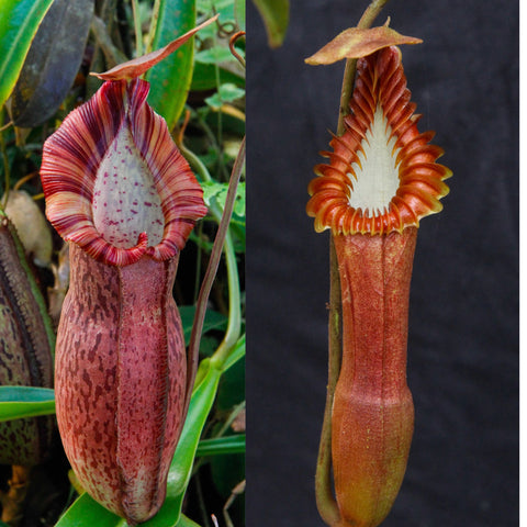 Nepenthes (spathulata x spectabilis) x edwardsiana, CAR-1096