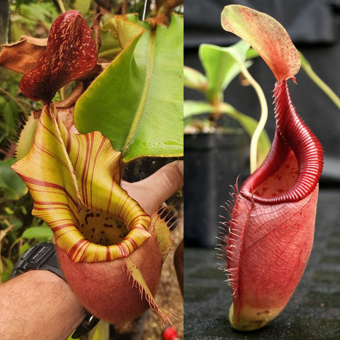 Nepenthes "Kelabisan Crown", CAR-1059