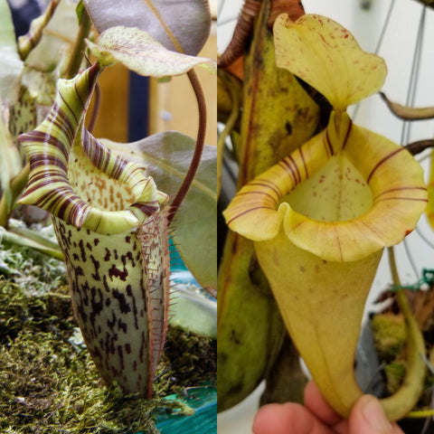 Nepenthes (veitchii x platychila) x platychila BB, CAR-1354