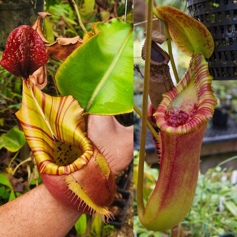 Nepenthes veitchii x TM parents