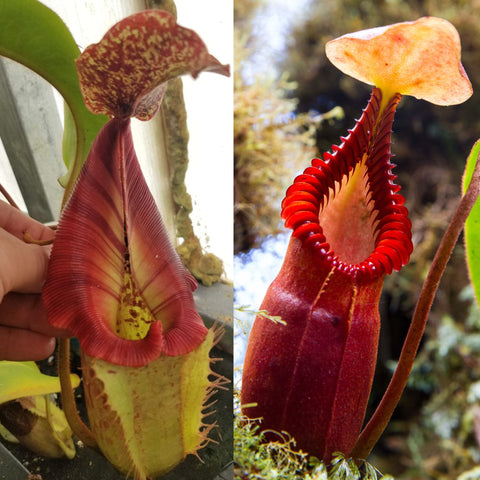 Nepenthes [(Rokko x boschiana) x veitchii] EP x macrophylla, CAR-0774