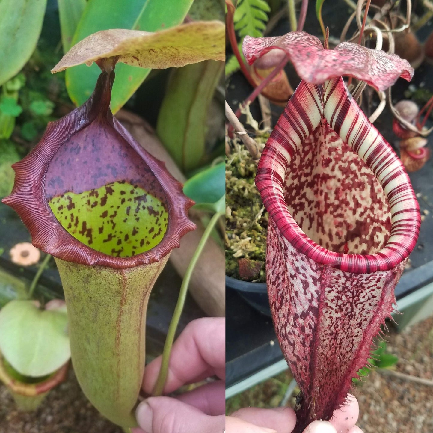 Nepenthes (truncata x campanulata) x burbidgeae, CAR-1066