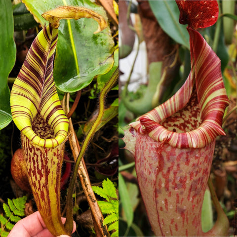 Nepenthes mollis x (maxima x veitchii), CAR-1171