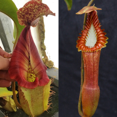 Nepenthes [(Rokko x boschiana) x veitchii] x edwardsiana, CAR-0811