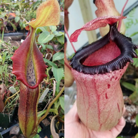 Nepenthes singalana Tujuh x (ventricosa x sibuyanensis) F2, CAR-1231