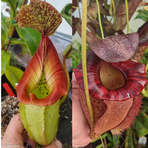 Nepenthes [(Rokko x boschiana) x veitchii] x (peltata x tenuis), CAR-1069