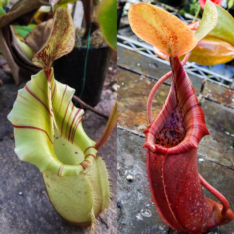 Nepenthes veitchii JB x (truncata x ovata), CAR-0813