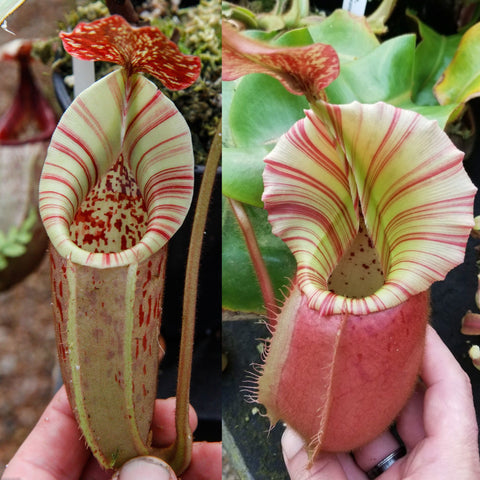 Nepenthes (veitchii x burbidgeae) x veitchii 'Cobra', CAR-1112