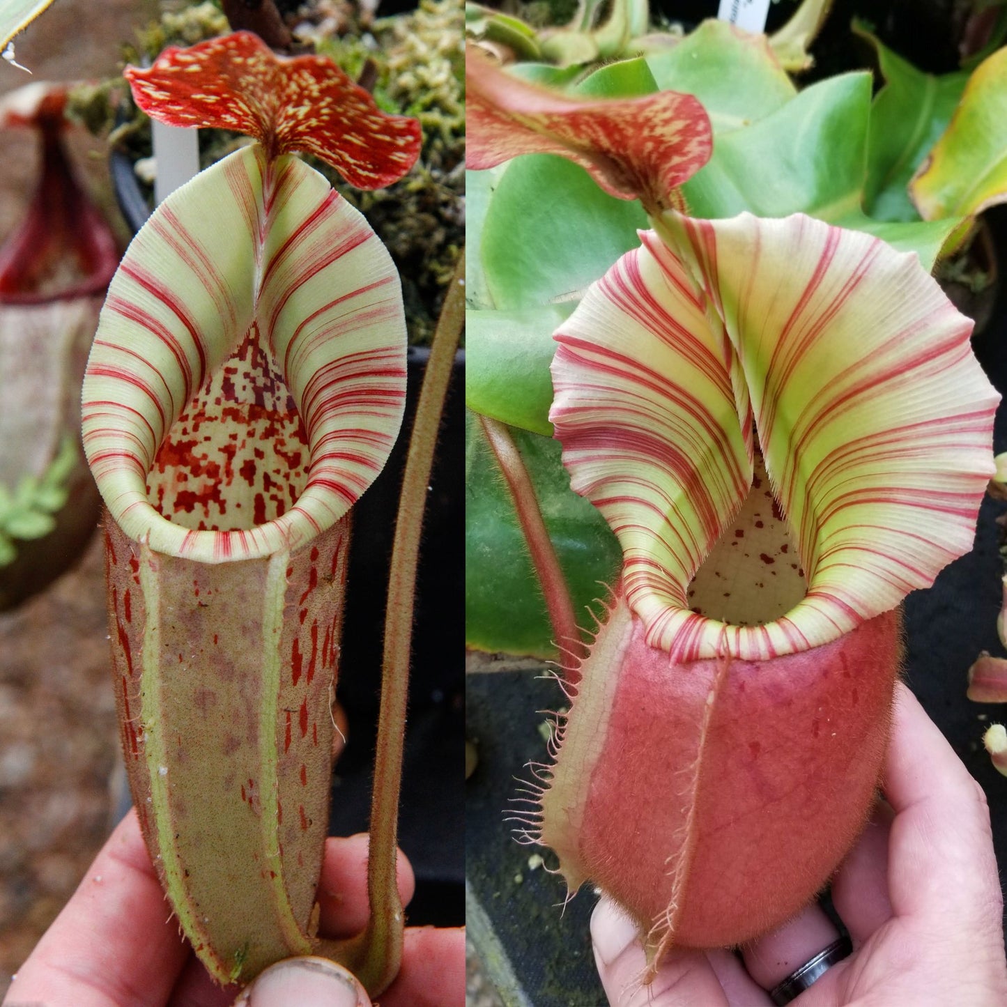 Nepenthes (veitchii x burbidgeae) x veitchii 'Cobra', CAR-1112