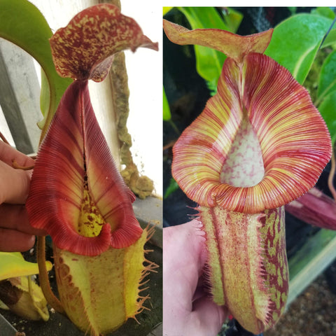 Nepenthes [(Rokko x boschiana) x veitchii] x 'Redonkulas', CAR-0771