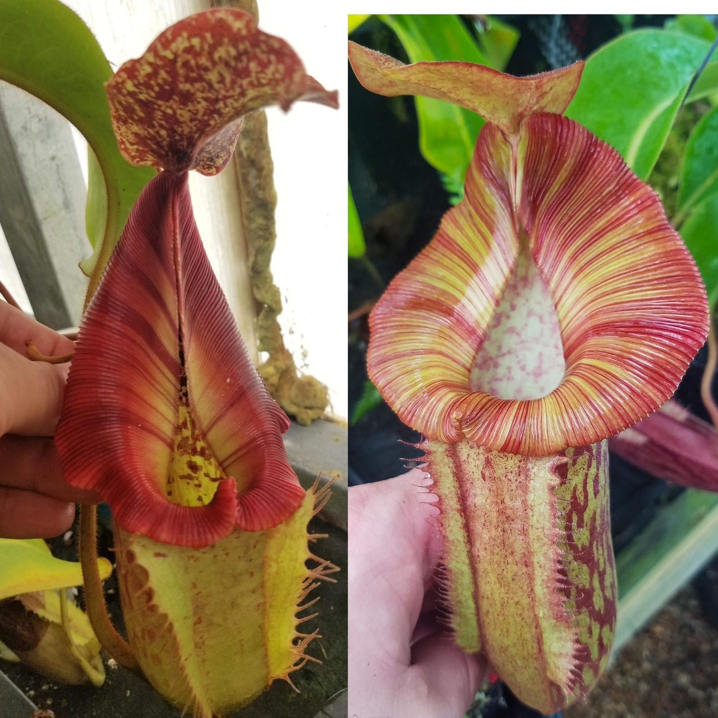 Nepenthes [(Rokko x boschiana) x veitchii] x 'Redonkulas', CAR-0771