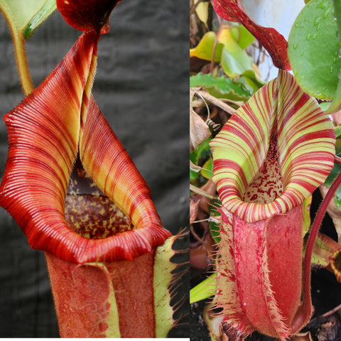 Nepenthes {[(lowii x veitchii) x boschiana] x veitchii "The Wave"} x (veitchii x allardii) #1, CAR-0967