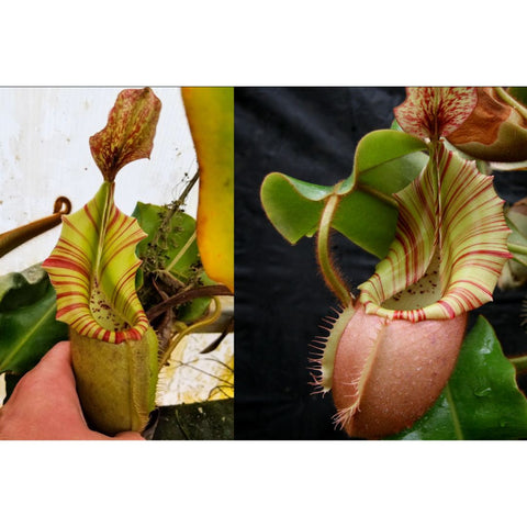 Two panel close up of a Nepenthes veitchii pitcher with pale green body and red striped peristome.