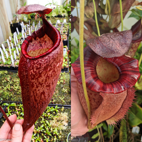 Two-panel Nepenthes peltata BE x (peltata x tenuis) pitcher plant with a tall maroon pitcher and red rim