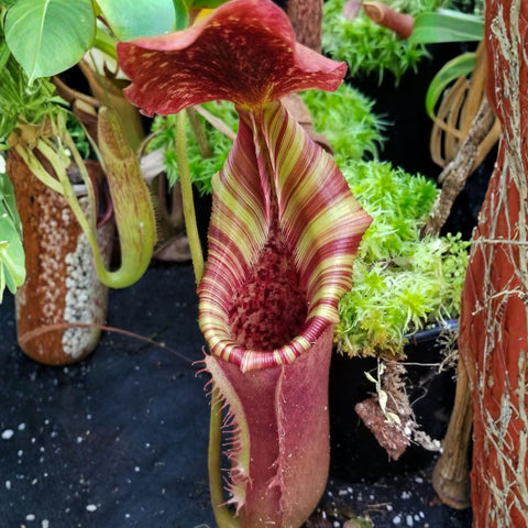 Nepenthes veitchii #5 x lowii, CAR-1152