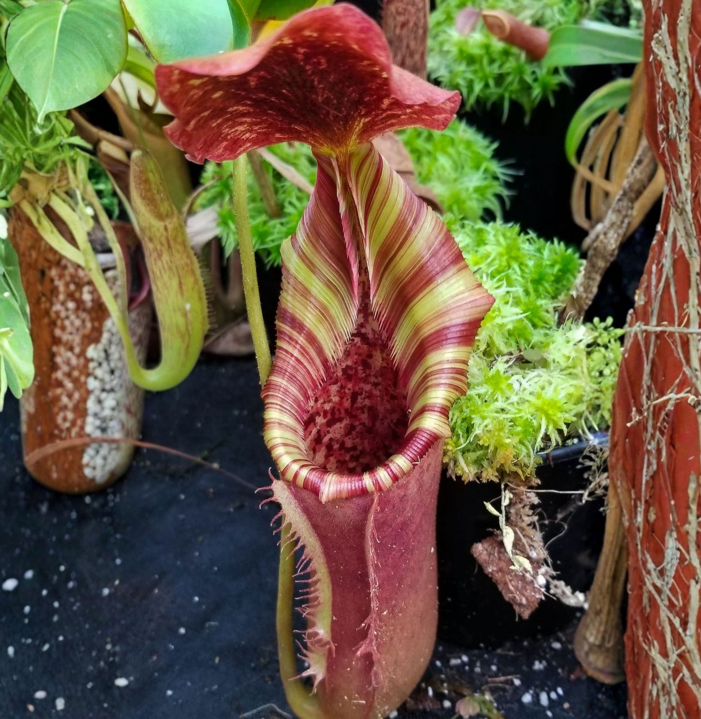 Nepenthes veitchii #5 x lowii, CAR-1152