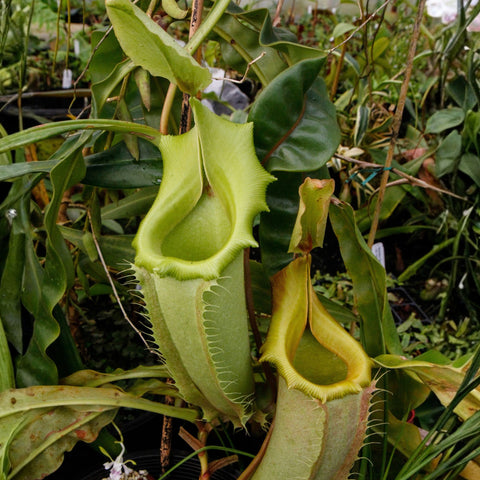 Nepenthes veitchii Lowland, CAR-0459