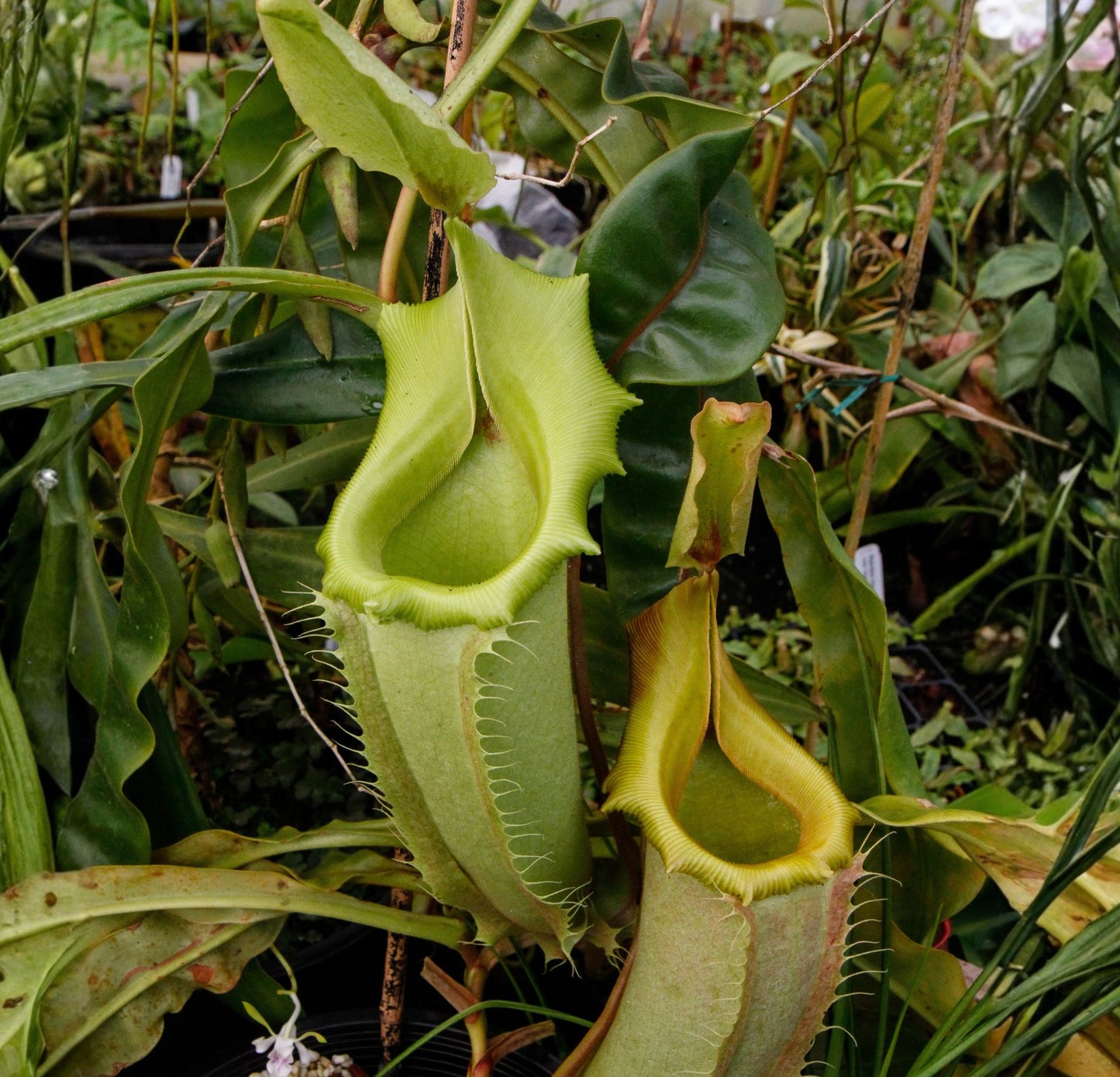 Nepenthes veitchii Lowland, CAR-0459