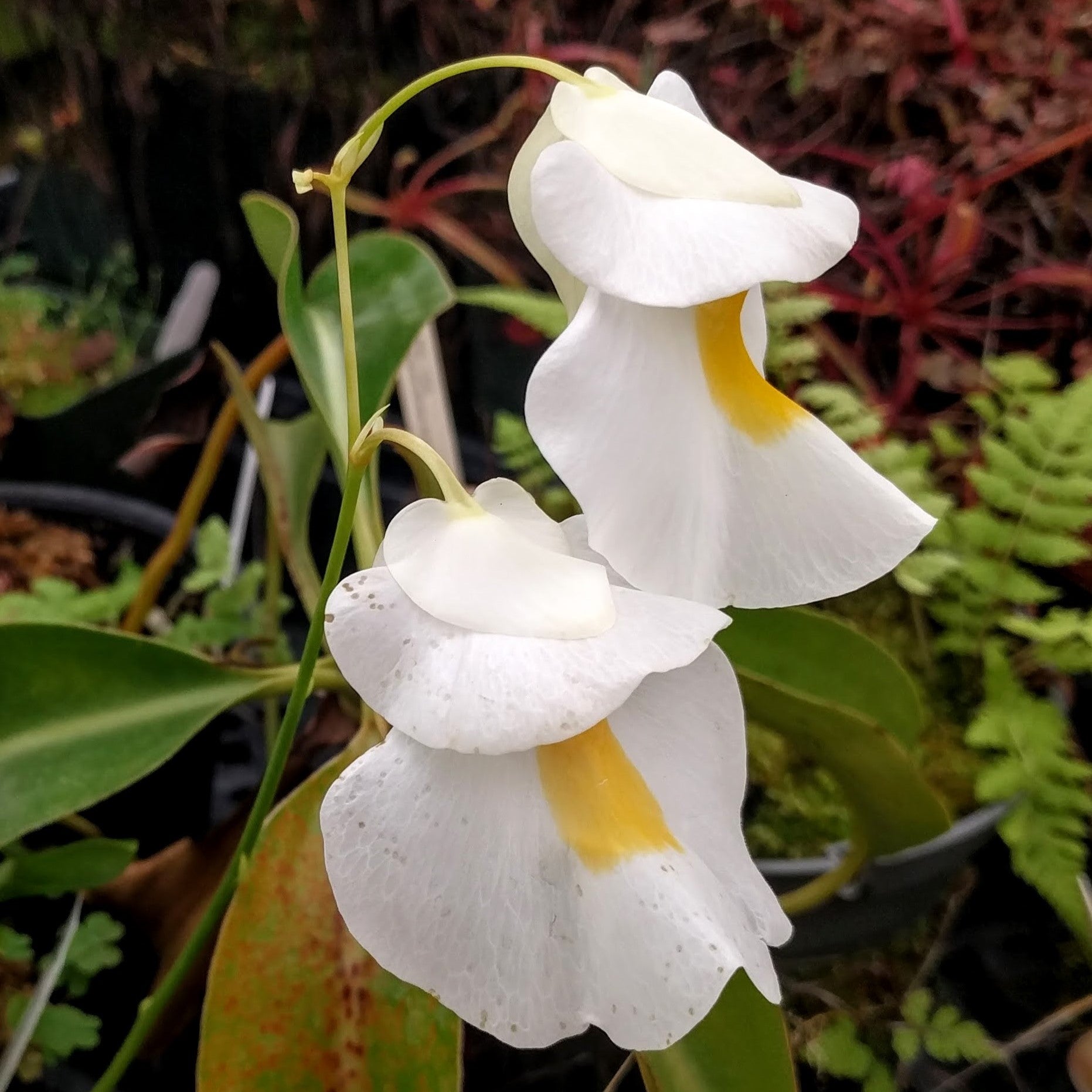 Utricularia alpina, Alpine Bladderwort, CAR-0396 – Carnivero