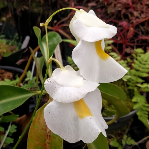 White Alpine bladderwort flowers with yellow throat