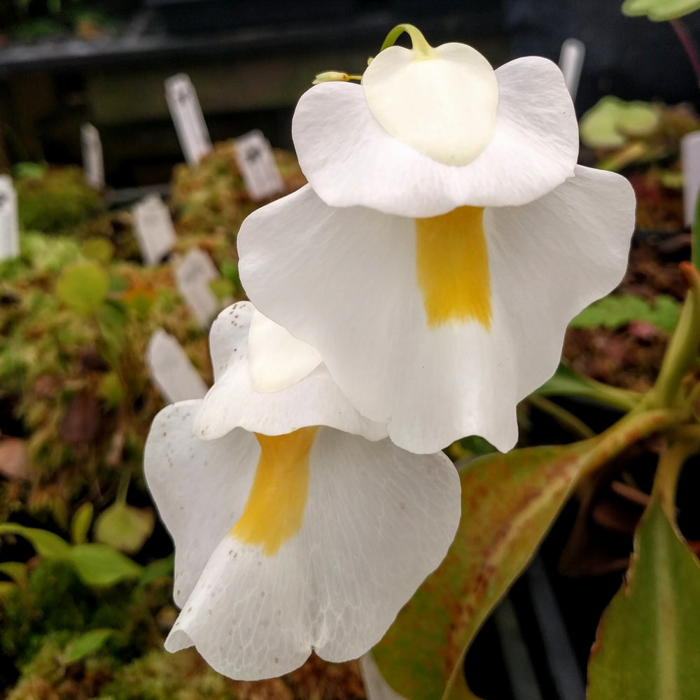 
                      
                        Utricularia alpina, Alpine Bladderwort, CAR-0396
                      
                    