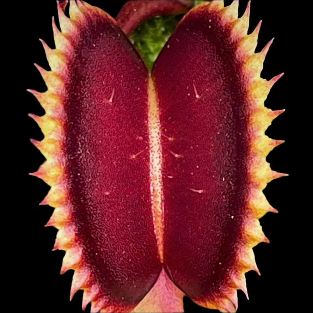 Venus Flytraps (Dionaea)