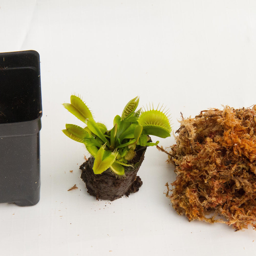 
                      
                        Venus Flytrap - Dionaea muscipula Wholesale
                      
                    