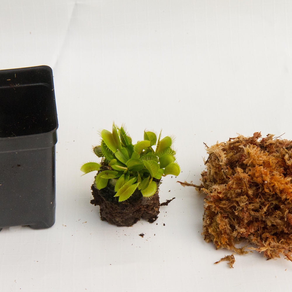 
                      
                        Venus Flytrap - Dionaea muscipula Wholesale
                      
                    