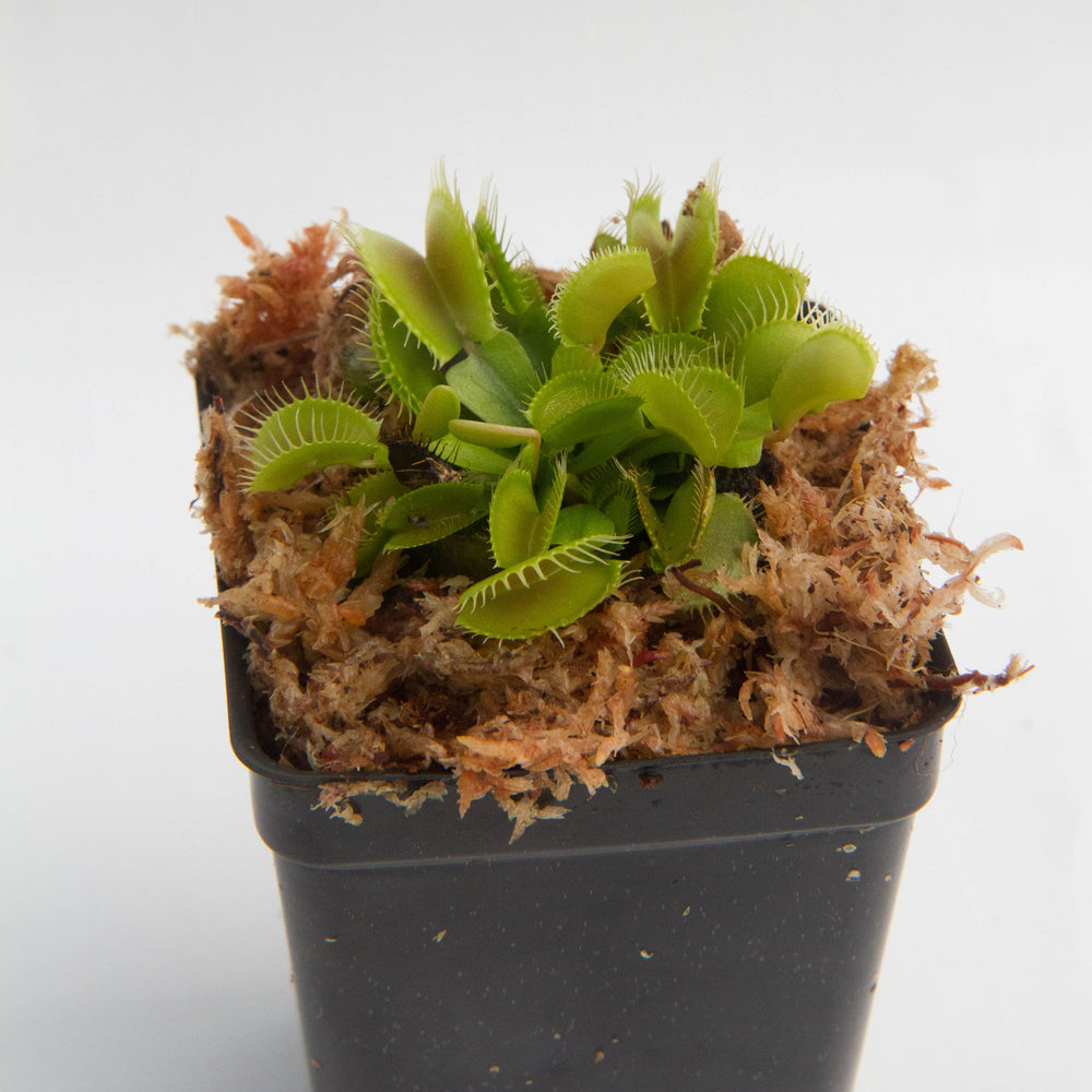 
                      
                        Venus Flytrap - Dionaea muscipula Wholesale
                      
                    