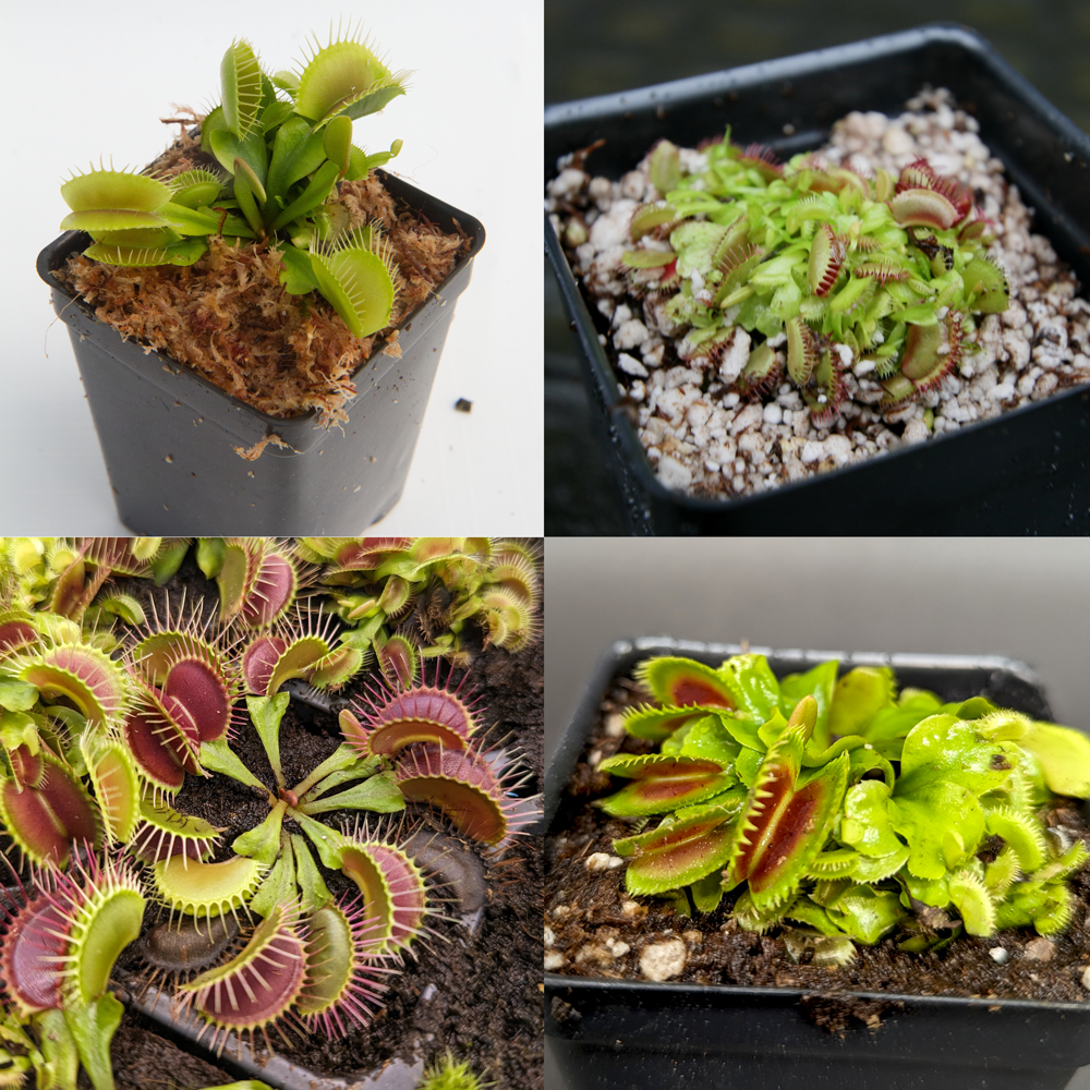 
                      
                        Venus Flytrap Collection
                      
                    