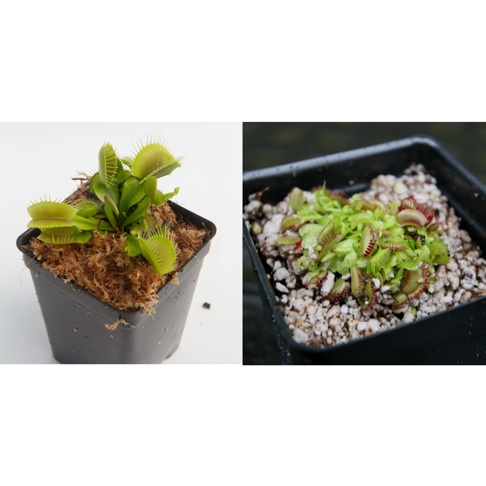 
                      
                        Venus Flytrap Collection
                      
                    
