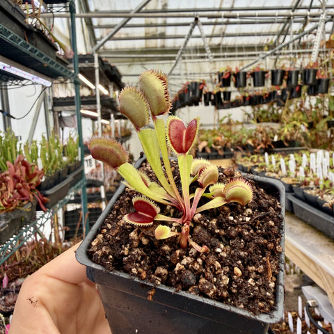 Dionaea muscipula Lunatic fringe Venus flytrap with fringed red traps in a small pot.
