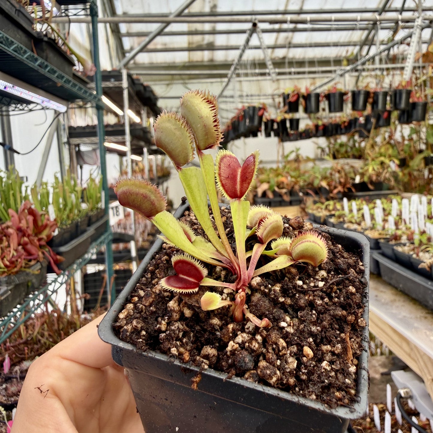 venus fly trap indoor plant Venus Flytrap "Lunatic fringe" (Dionaea muscipula), IMP-0038 – Carnivero