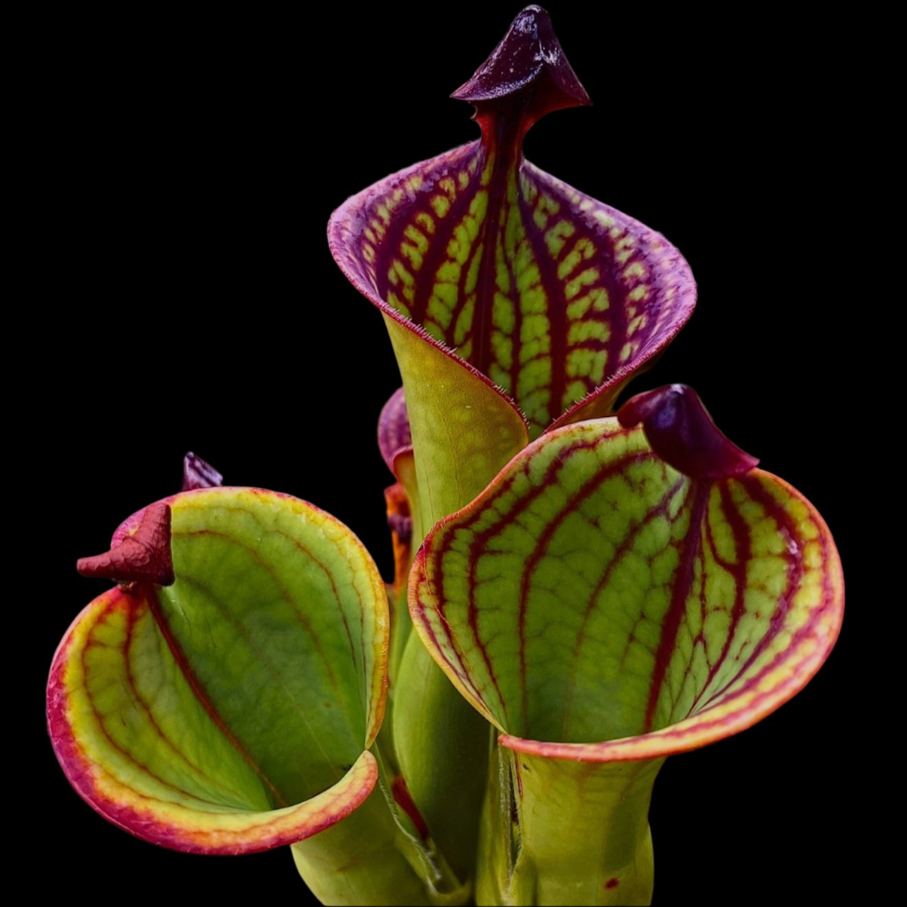 Heliamphora      (Sun Pitchers)