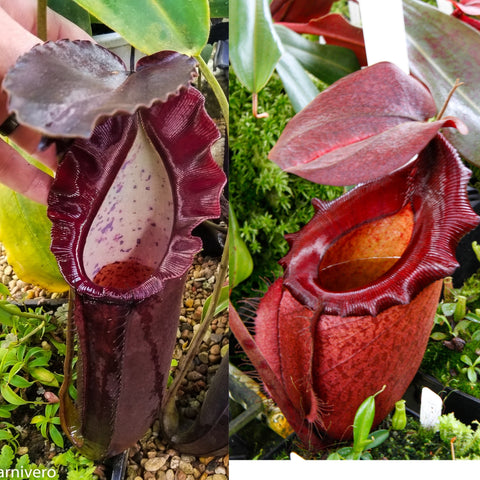 Split view of Nepenthes Shadow Leviathan pitchers; left dark maroon with speckled interior, right bright red with curling tendril.