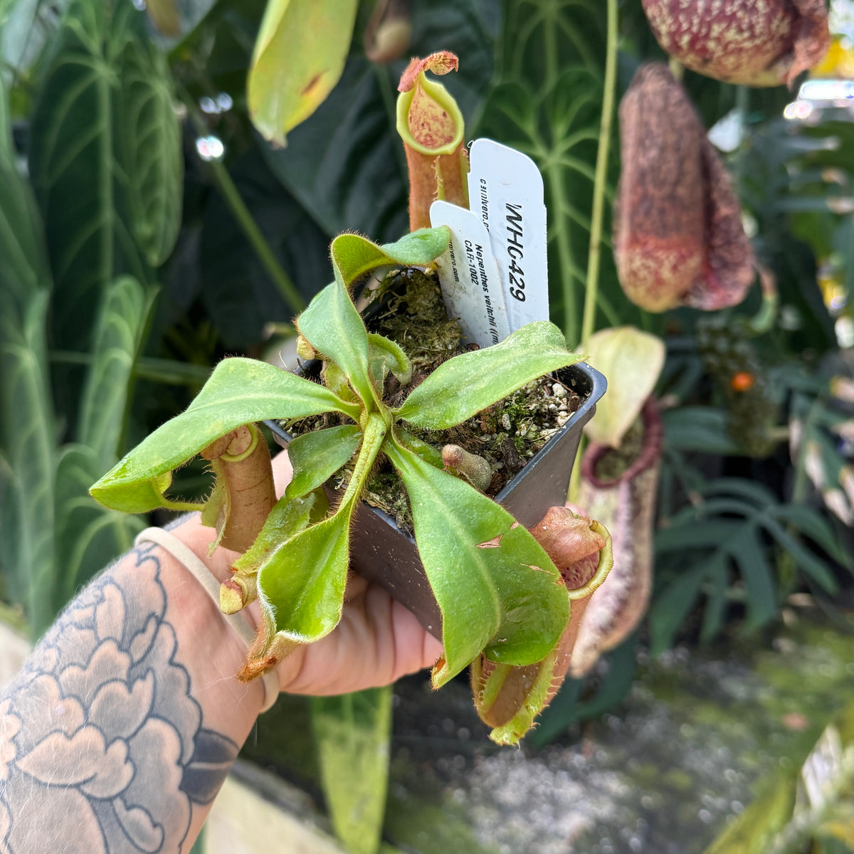 WH0429 Nepenthes veitchii (m) grex #2 x 'Cobra'), CAR-1002 (M)
