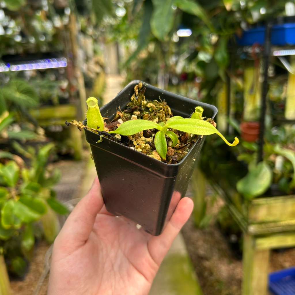 Nepenthes maxima BB x eymae EP, CAR-0669 – Carnivero