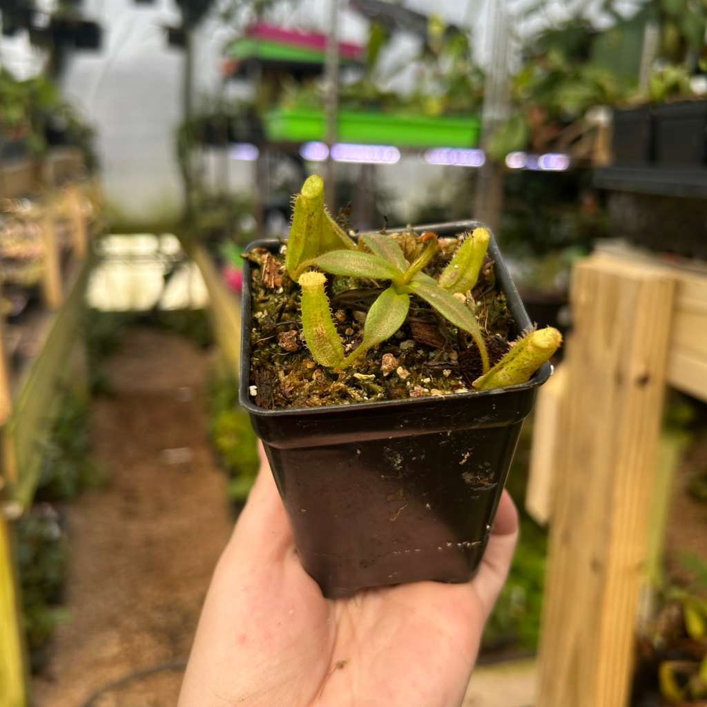 Nepenthes appendiculata x platychila white, CAR-0648